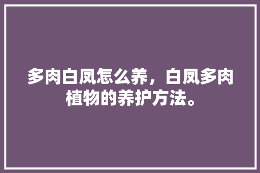 多肉白凤怎么养，白凤多肉植物的养护方法。