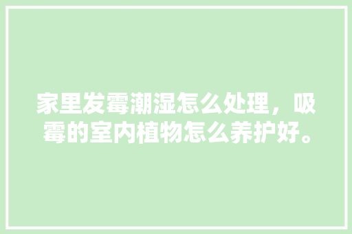 家里发霉潮湿怎么处理，吸霉的室内植物怎么养护好。