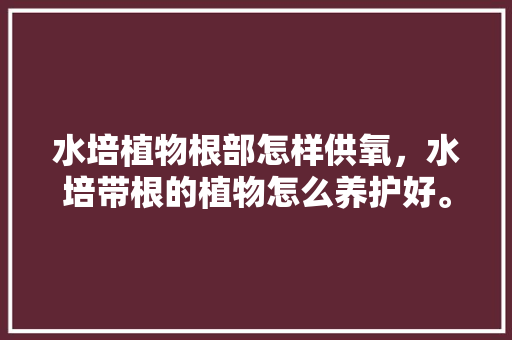 水培植物根部怎样供氧，水培带根的植物怎么养护好。  第1张 水培植物根部怎样供氧，水培带根的植物怎么养护好。 园艺知识