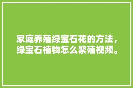 家庭养殖绿宝石花的方法，绿宝石植物怎么繁殖视频。