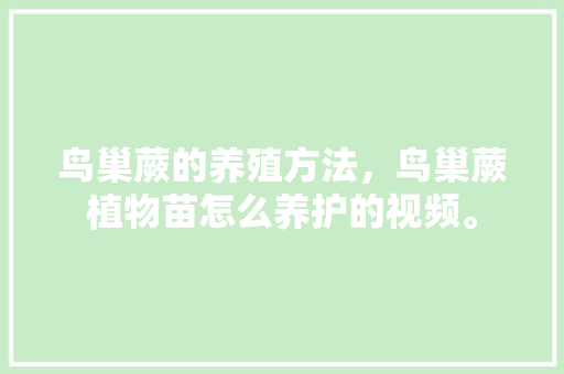 鸟巢蕨的养殖方法，鸟巢蕨植物苗怎么养护的视频。  第1张 鸟巢蕨的养殖方法，鸟巢蕨植物苗怎么养护的视频。 养护技巧