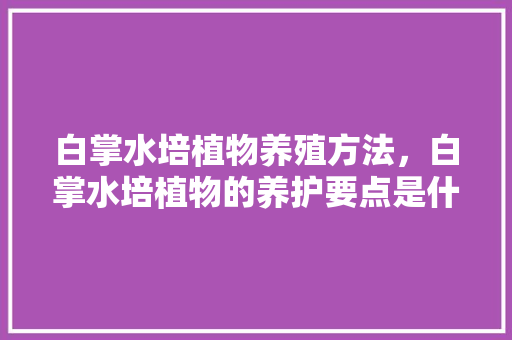白掌水培植物养殖方法，白掌水培植物的养护要点是什么。  第1张 白掌水培植物养殖方法，白掌水培植物的养护要点是什么。 养护技巧