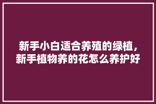 新手小白适合养殖的绿植，新手植物养的花怎么养护好。