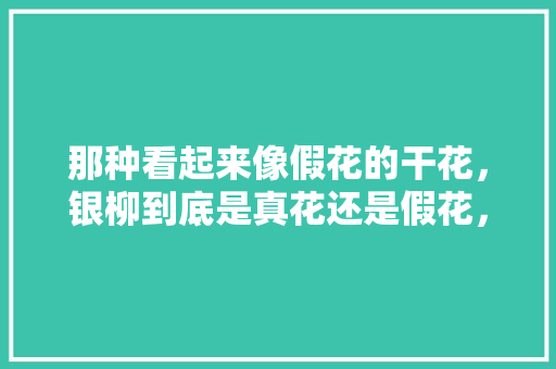 那种看起来像假花的干花，银柳到底是真花还是假花，仿真植物桂花怎么养护的视频。  第1张 那种看起来像假花的干花，银柳到底是真花还是假花，仿真植物桂花怎么养护的视频。 观叶植物