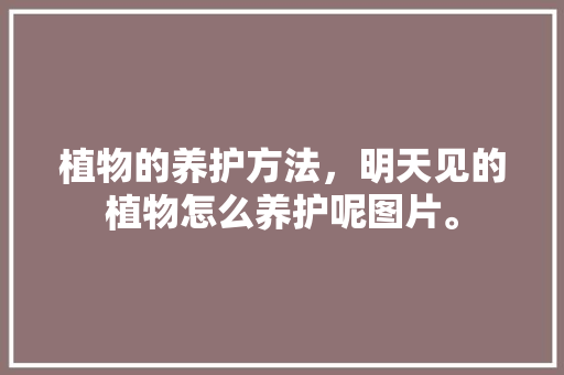 植物的养护方法，明天见的植物怎么养护呢图片。  第1张 植物的养护方法，明天见的植物怎么养护呢图片。 植物分类
