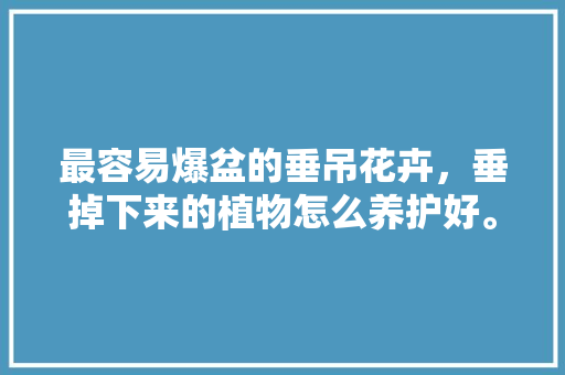 最容易爆盆的垂吊花卉，垂掉下来的植物怎么养护好。