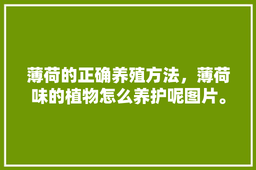 薄荷的正确养殖方法，薄荷味的植物怎么养护呢图片。