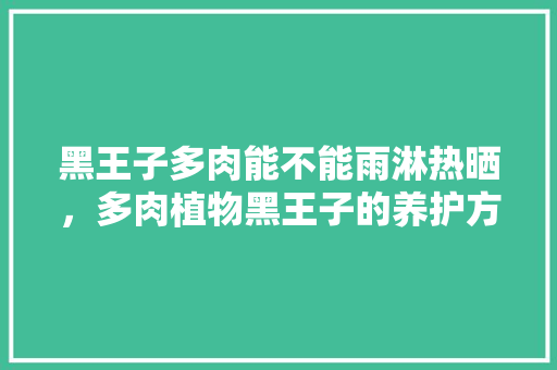 黑王子多肉能不能雨淋热晒，多肉植物黑王子的养护方法。