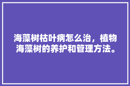 海藻树枯叶病怎么治，植物海藻树的养护和管理方法。