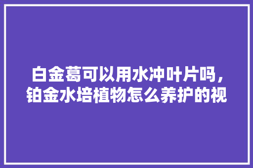 白金葛可以用水冲叶片吗，铂金水培植物怎么养护的视频。