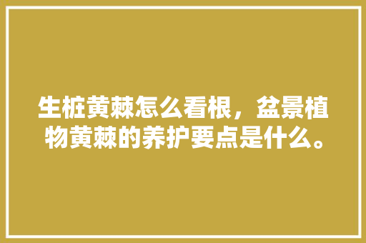 生桩黄棘怎么看根，盆景植物黄棘的养护要点是什么。
