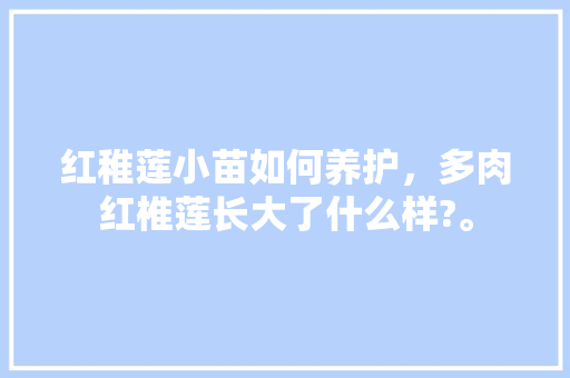红稚莲小苗如何养护，多肉红椎莲长大了什么样?。