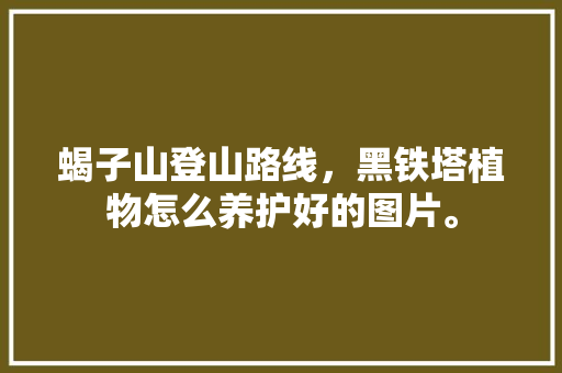 蝎子山登山路线，黑铁塔植物怎么养护好的图片。