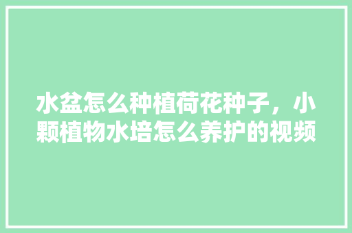 水盆怎么种植荷花种子，小颗植物水培怎么养护的视频。