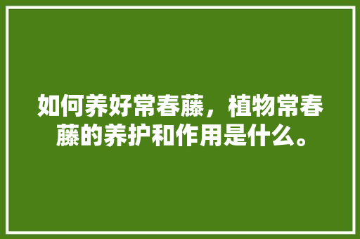 如何养好常春藤，植物常春藤的养护和作用是什么。
