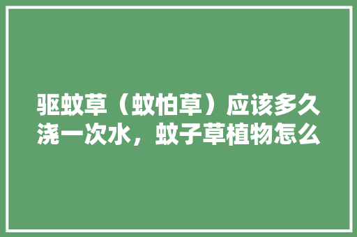 驱蚊草（蚊怕草）应该多久浇一次水，蚊子草植物怎么养护的好呢。