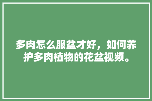 多肉怎么服盆才好，如何养护多肉植物的花盆视频。