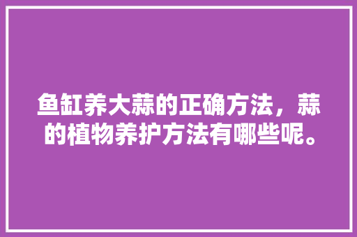 鱼缸养大蒜的正确方法，蒜的植物养护方法有哪些呢。