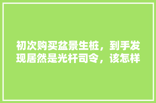初次购买盆景生桩，到手发现居然是光杆司令，该怎样养护，像小人的植物怎么养护好呢。