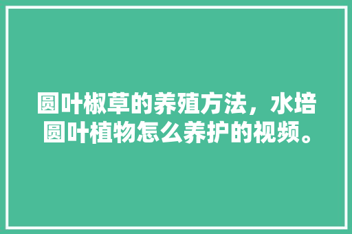 圆叶椒草的养殖方法，水培圆叶植物怎么养护的视频。