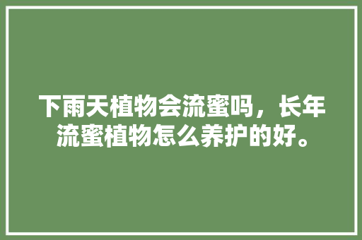 下雨天植物会流蜜吗，长年流蜜植物怎么养护的好。