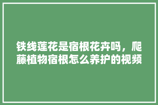 铁线莲花是宿根花卉吗，爬藤植物宿根怎么养护的视频。
