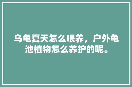 乌龟夏天怎么喂养，户外龟池植物怎么养护的呢。