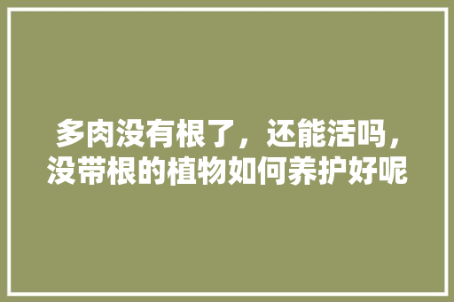 多肉没有根了，还能活吗，没带根的植物如何养护好呢。