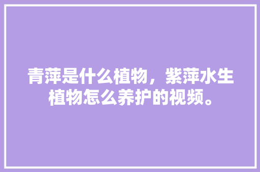 青萍是什么植物，紫萍水生植物怎么养护的视频。