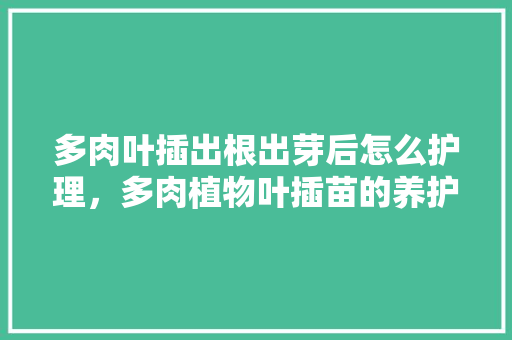 多肉叶插出根出芽后怎么护理，多肉植物叶插苗的养护方法。