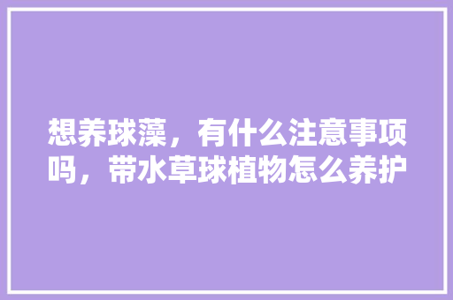 想养球藻，有什么注意事项吗，带水草球植物怎么养护的呢。