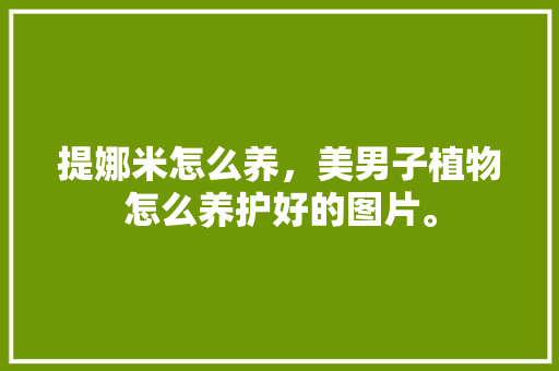 提娜米怎么养，美男子植物怎么养护好的图片。