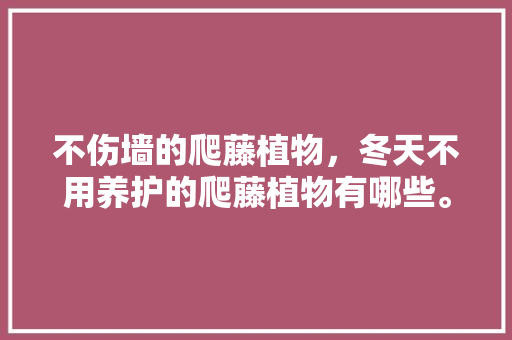 不伤墙的爬藤植物，冬天不用养护的爬藤植物有哪些。