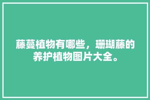 藤蔓植物有哪些，珊瑚藤的养护植物图片大全。
