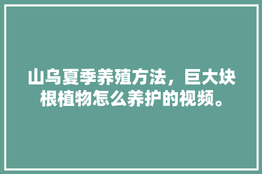 山乌夏季养殖方法，巨大块根植物怎么养护的视频。