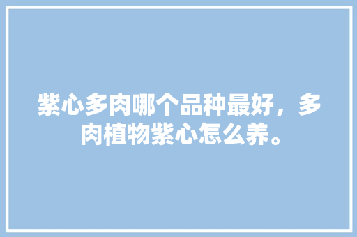 紫心多肉哪个品种最好，多肉植物紫心怎么养。