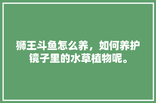 狮王斗鱼怎么养，如何养护镜子里的水草植物呢。