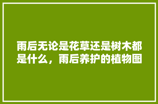 雨后无论是花草还是树木都是什么，雨后养护的植物图片大全大图。