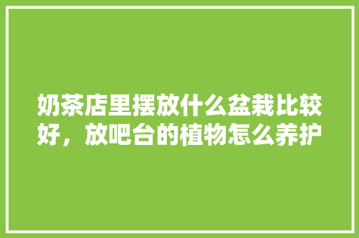 奶茶店里摆放什么盆栽比较好，放吧台的植物怎么养护呢视频。