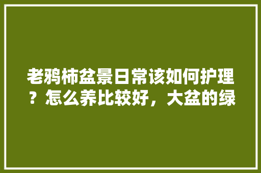 老鸦柿盆景日常该如何护理？怎么养比较好，大盆的绿色植物怎么养护好。