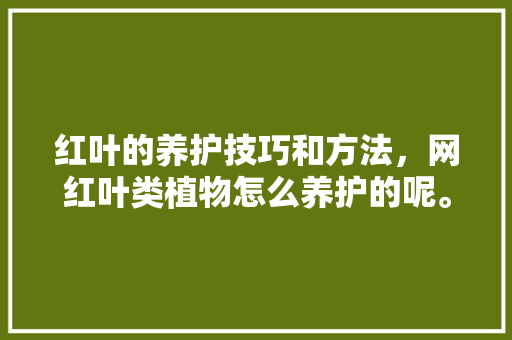 红叶的养护技巧和方法，网红叶类植物怎么养护的呢。