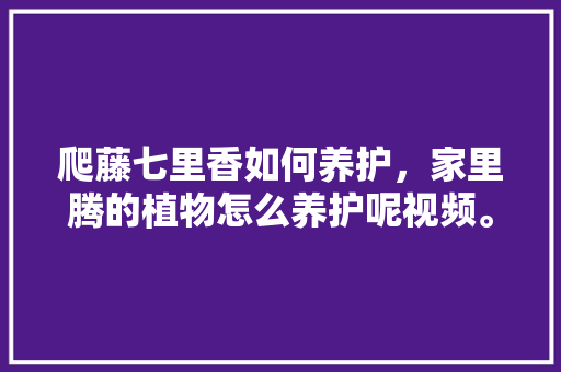 爬藤七里香如何养护，家里腾的植物怎么养护呢视频。