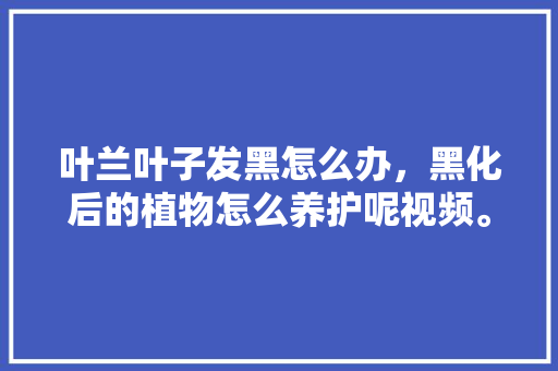 叶兰叶子发黑怎么办，黑化后的植物怎么养护呢视频。