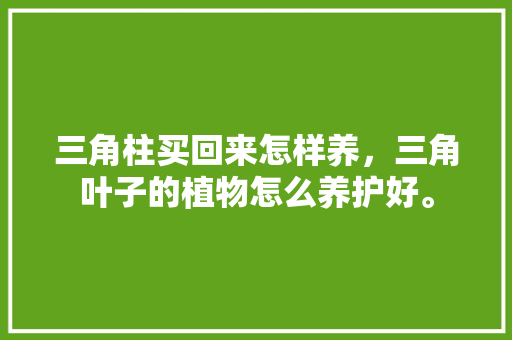 三角柱买回来怎样养，三角叶子的植物怎么养护好。  第1张 三角柱买回来怎样养，三角叶子的植物怎么养护好。 土壤管理