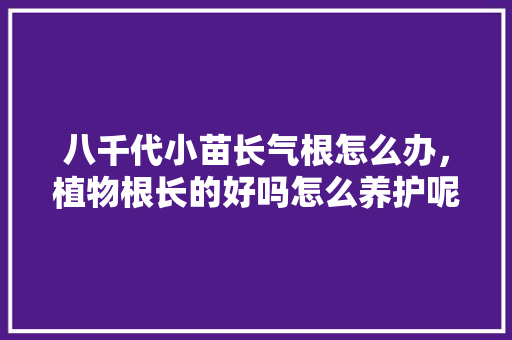 八千代小苗长气根怎么办，植物根长的好吗怎么养护呢。