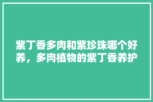 紫丁香多肉和紫珍珠哪个好养，多肉植物的紫丁香养护方法。