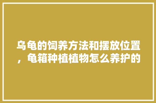 乌龟的饲养方法和摆放位置，龟箱种植植物怎么养护的好。
