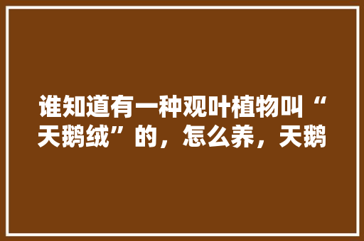 谁知道有一种观叶植物叫“天鹅绒”的，怎么养，天鹅绒面植物怎么养护的好。