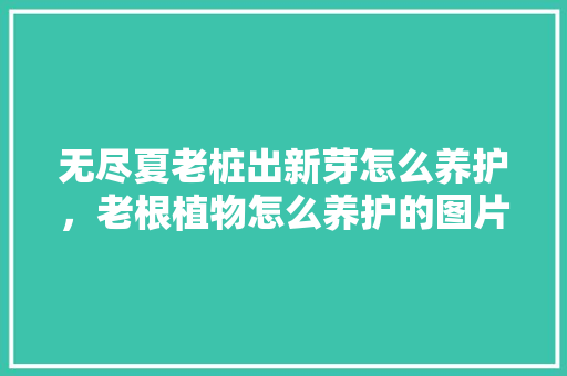 无尽夏老桩出新芽怎么养护，老根植物怎么养护的图片大全。