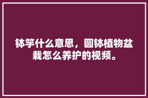 钵竽什么意思，圆钵植物盆栽怎么养护的视频。